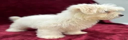 Maltese dogs for sale: Max - Ad 4