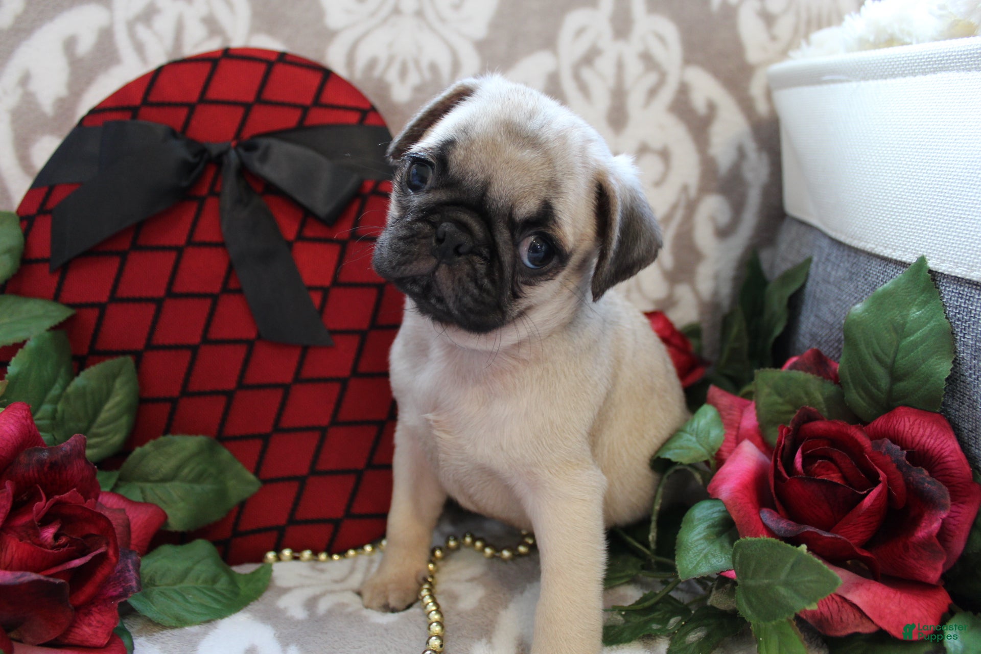 Pug dogs Clint - Ad 5