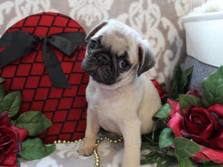 Pug dogs Clint - Ad 17