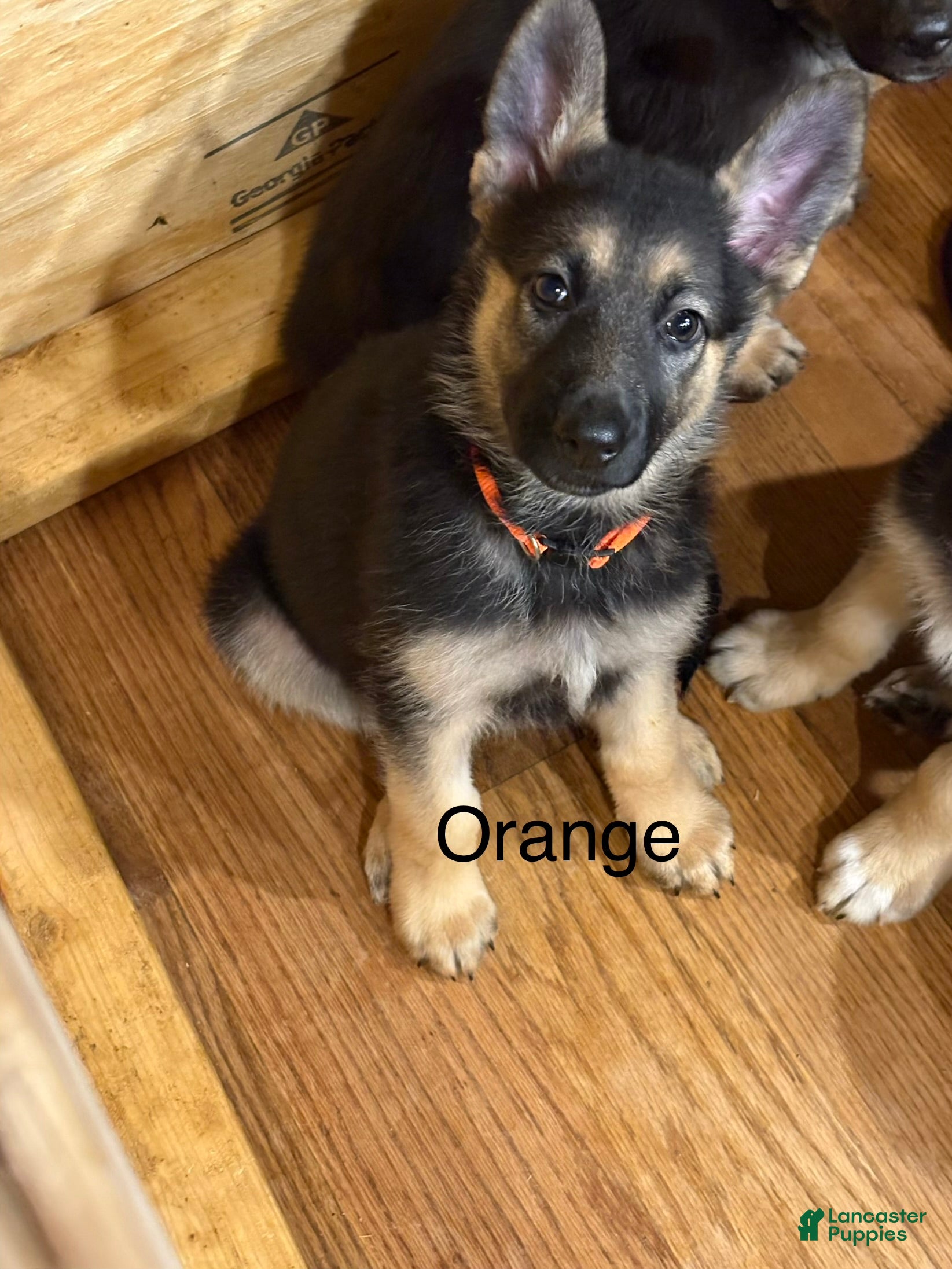 German Shepherd dogs Orange - Ad 2