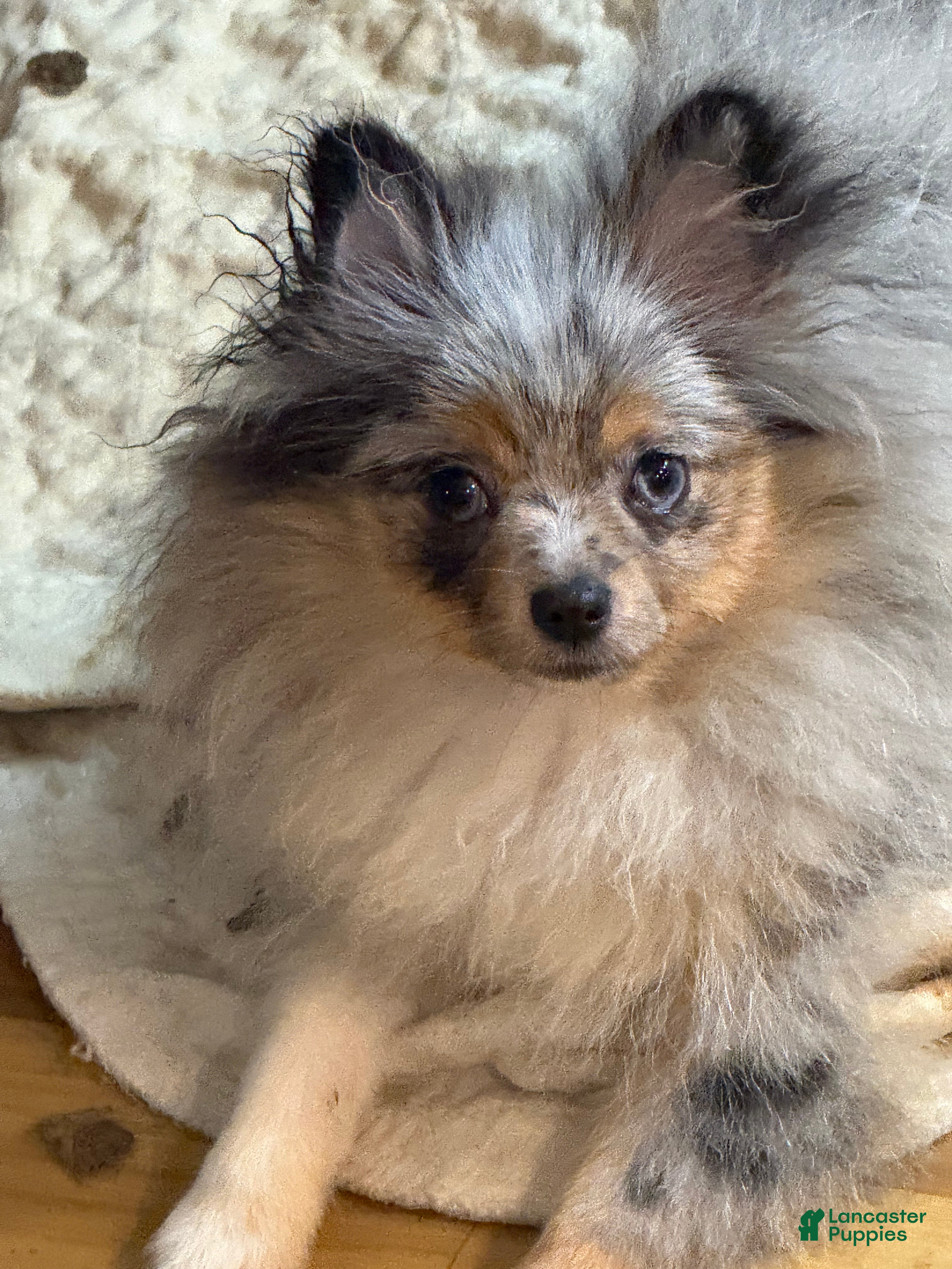 Blue eyes Pomeranian Puppies for sale Lancaster Puppies
