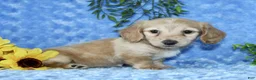 Miniature Dachshund dogs for sale: Zalena - Ad 6