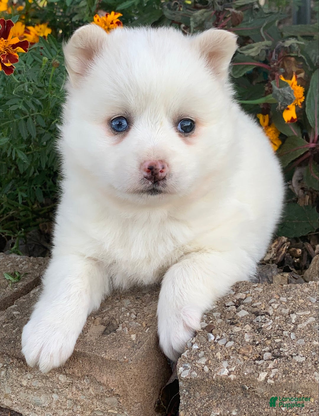 Alaskan Klee Kai dogs for sale: Sweet Petite Baby Willow~!!! - Ad 5