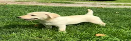 Mixed Breed dogs for sale: Mixed Breed 4 - Ad 15