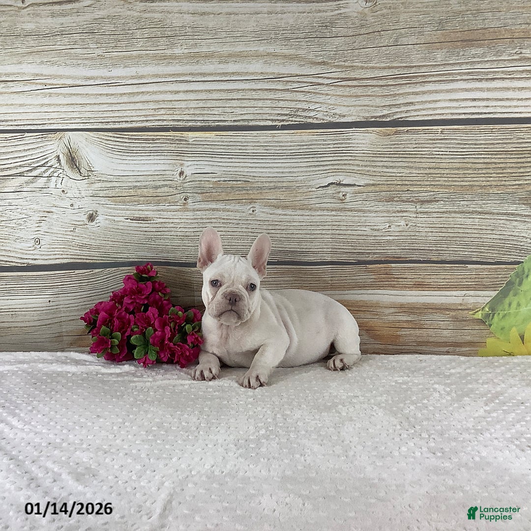 French Bulldog dogs for sale: Kody - Ad 3