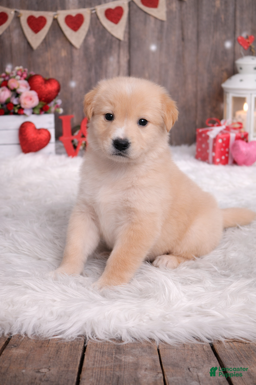 Mixed Breed dogs Potato  - Ad 10