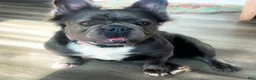French Bulldog dogs for sale: French Bulldog 1 - Ad 10