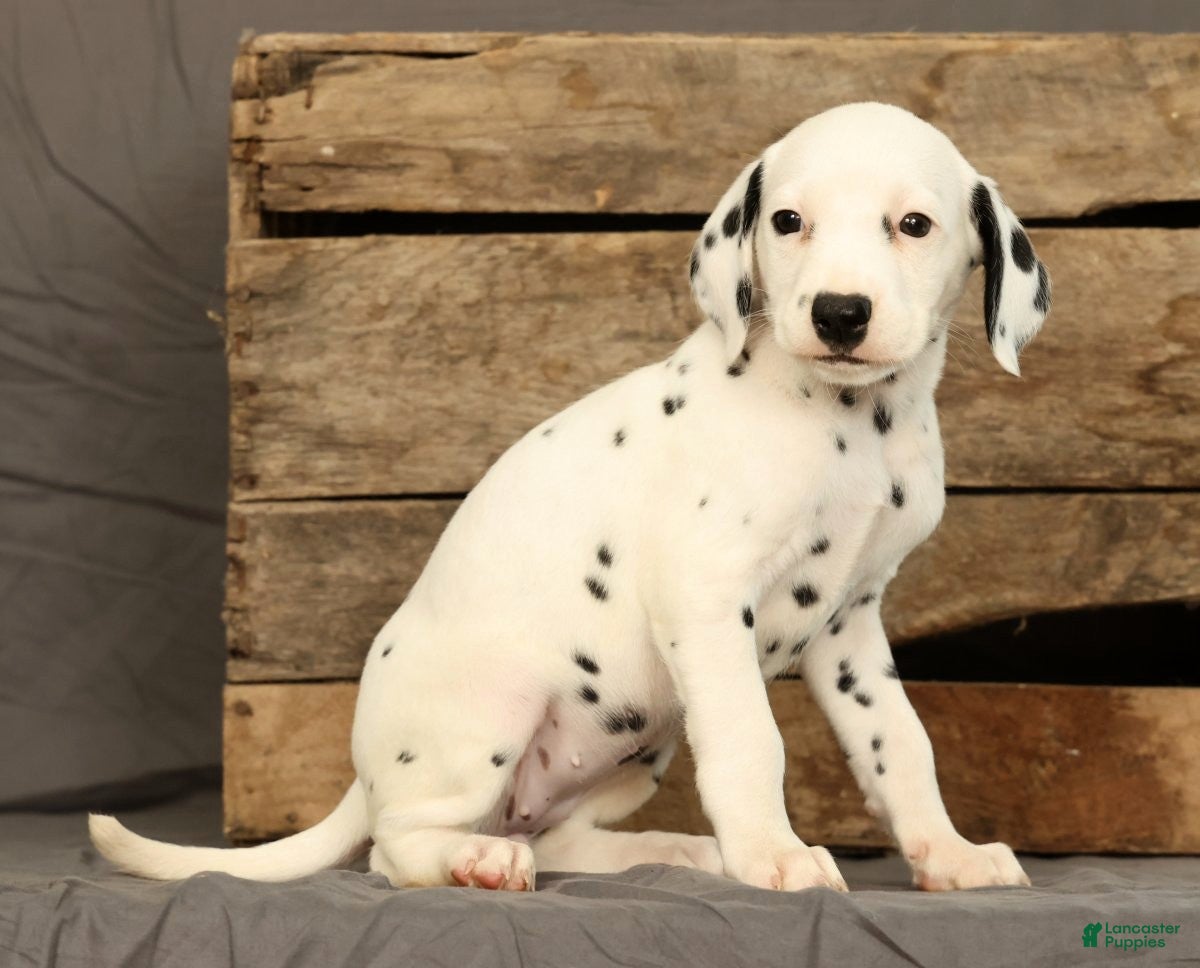 Dalmatian dogs Rita - Ad 2