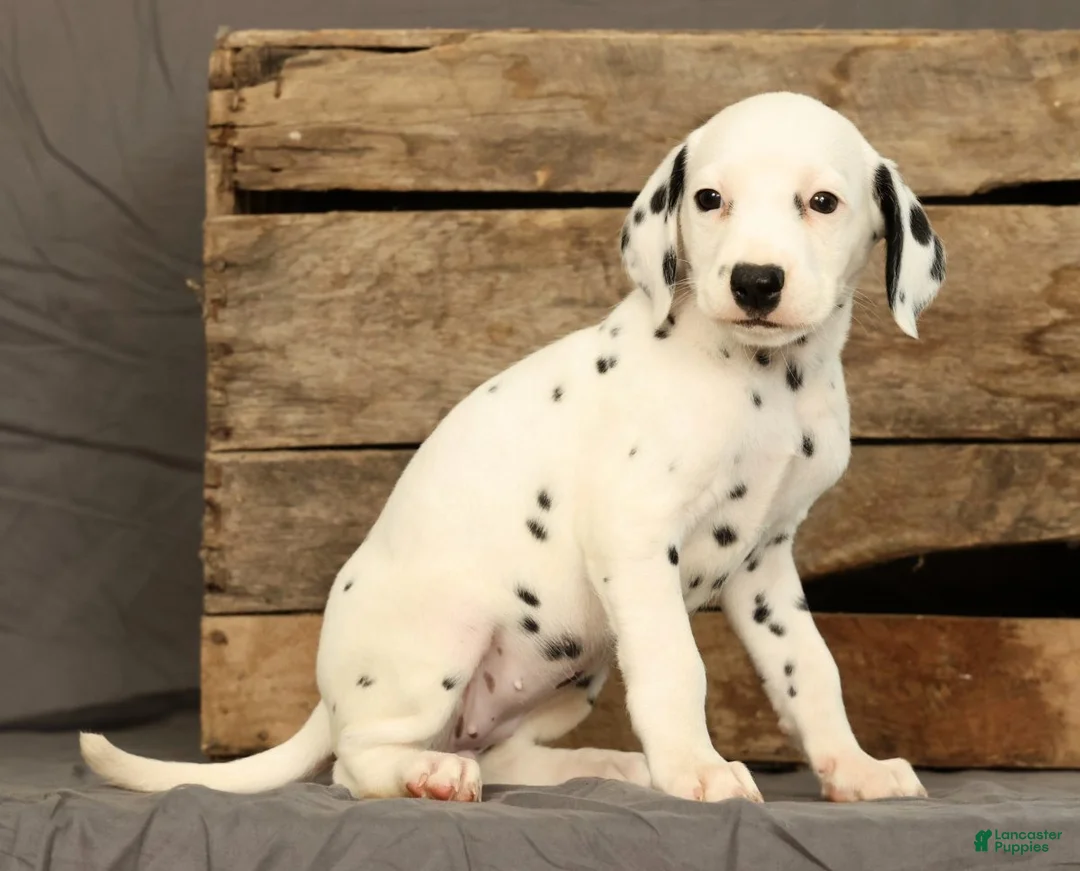 Dalmatian dogs for sale: Rita - Ad 2