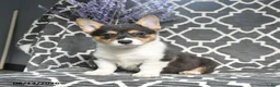 Welsh Corgi Pembroke dogs for sale: Cowboy - Ad 4