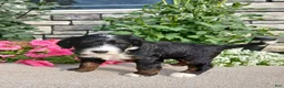 Bernedoodle dogs for sale: Luna - Ad 3