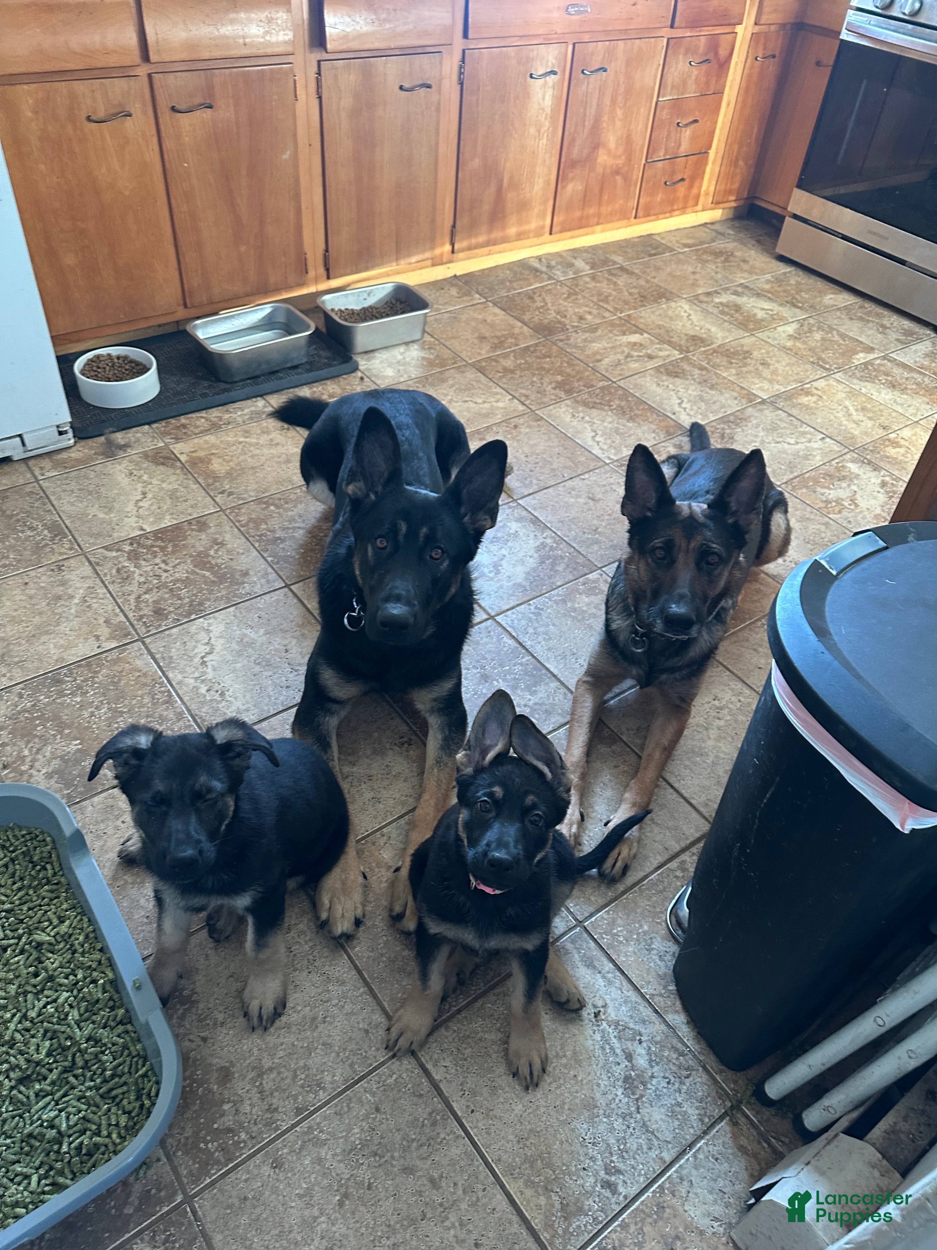 German Shepherd dogs Gabby - Ad 2