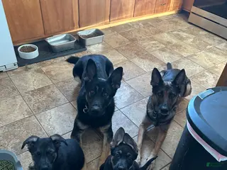 German Shepherd dogs Gabby - Ad 2