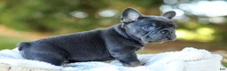 French Bulldog dogs for sale: Digger - Blue & Tan - Ad 4