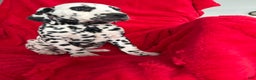 Dalmatian dogs for sale: Taylor - Ad 11