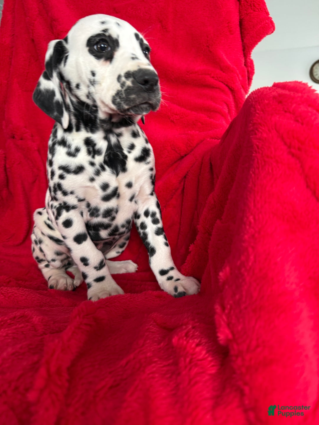 Dalmatian dogs for sale: Taylor - Ad 11