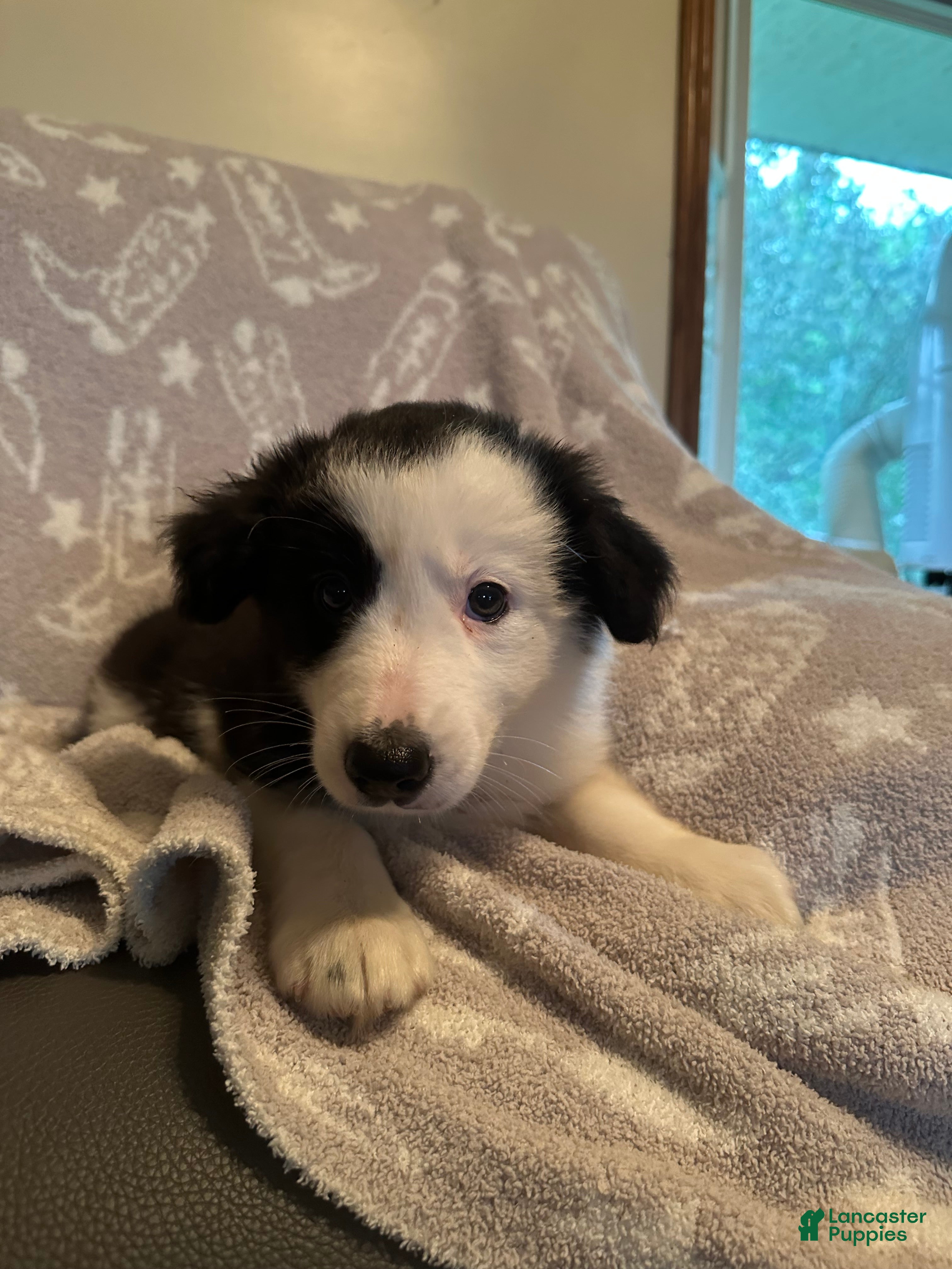 Border Collie dogs Black & White Male - Ad 2