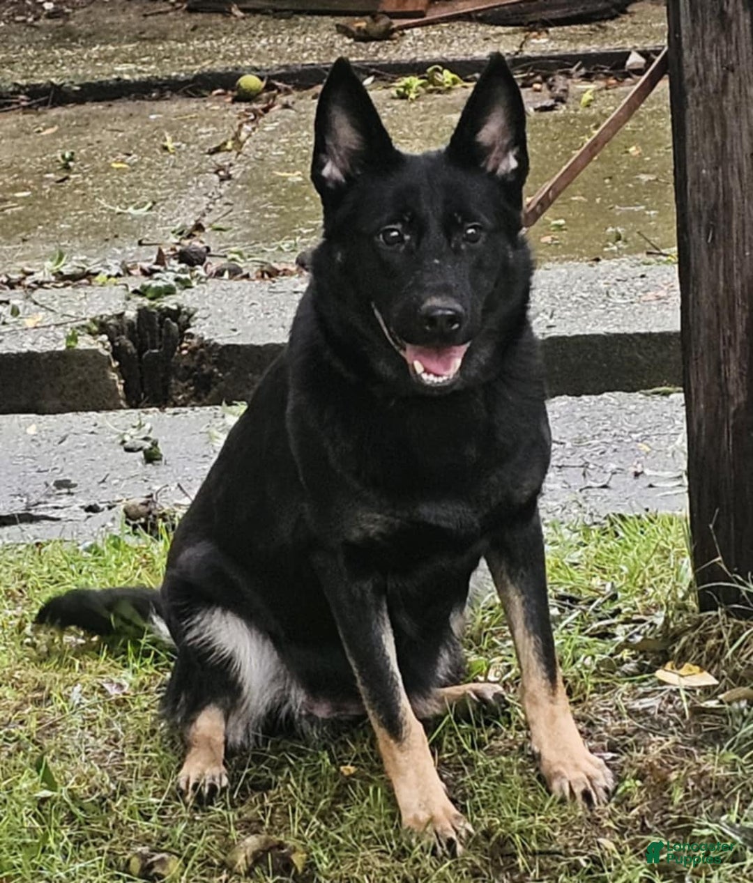 German Shepherd dogs for sale: German Shepherd Puppy 4 - Ad 6