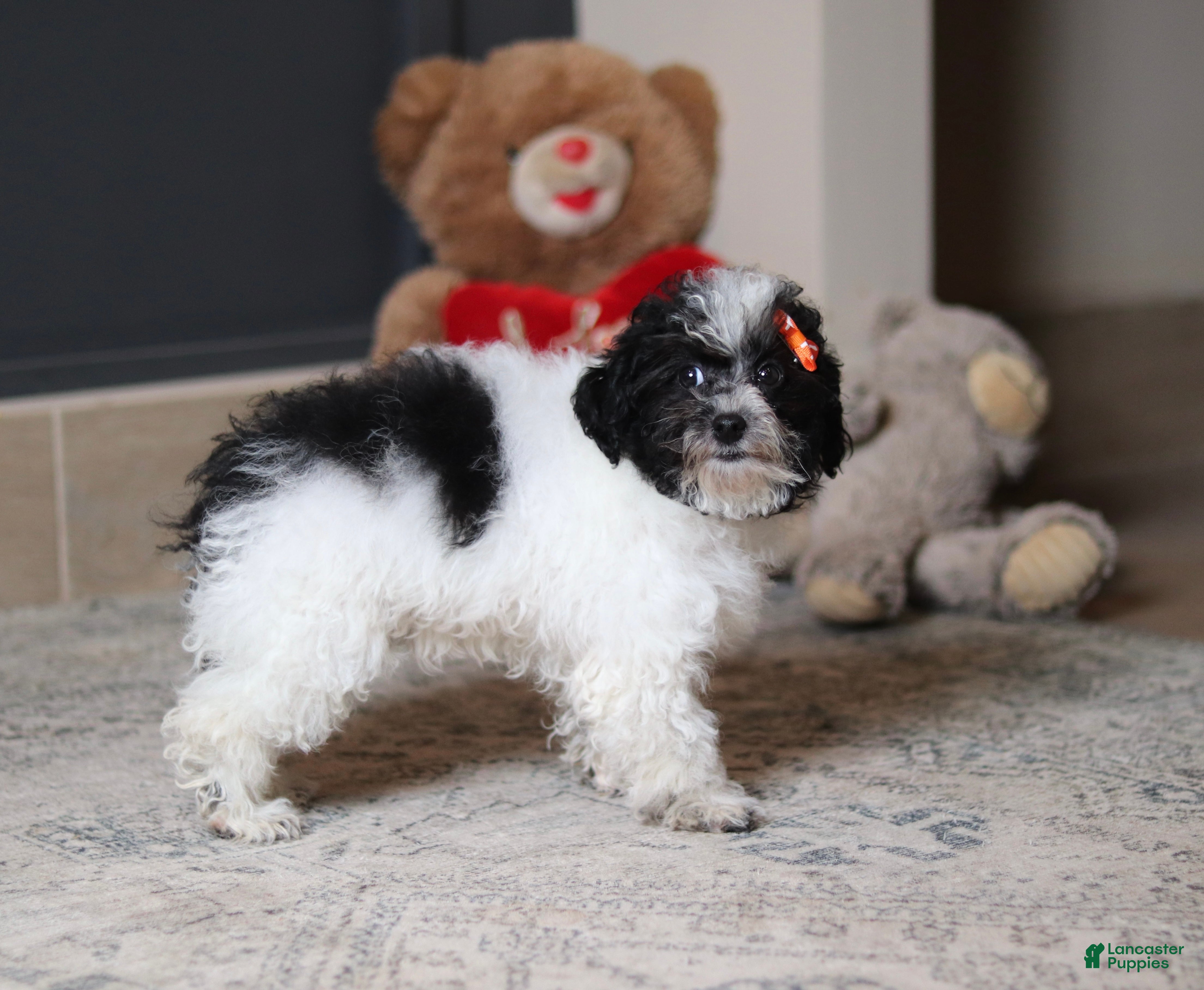 Toy Poodle dogs Rose - Ad 1