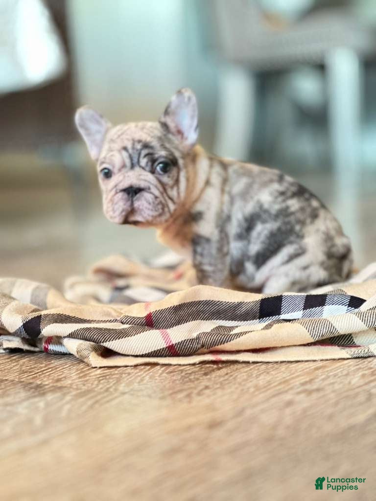 French Bulldog dogs French Bulldog Puppy 4 - Ad 39