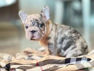 French Bulldog dogs French Bulldog Puppy 4 - Ad 37