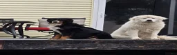 Mixed Breed dogs for sale: Freddie - Ad 5