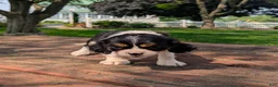 Cavalier King Charles Spaniel dogs for sale: Hilda - Ad 5