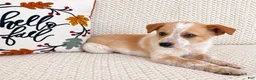 Australian Cattle Dog dogs for sale: Harley - Ad 4