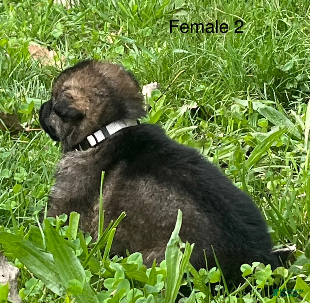 German Shepherd dogs for sale: German Shepherd 3 - Ad 42