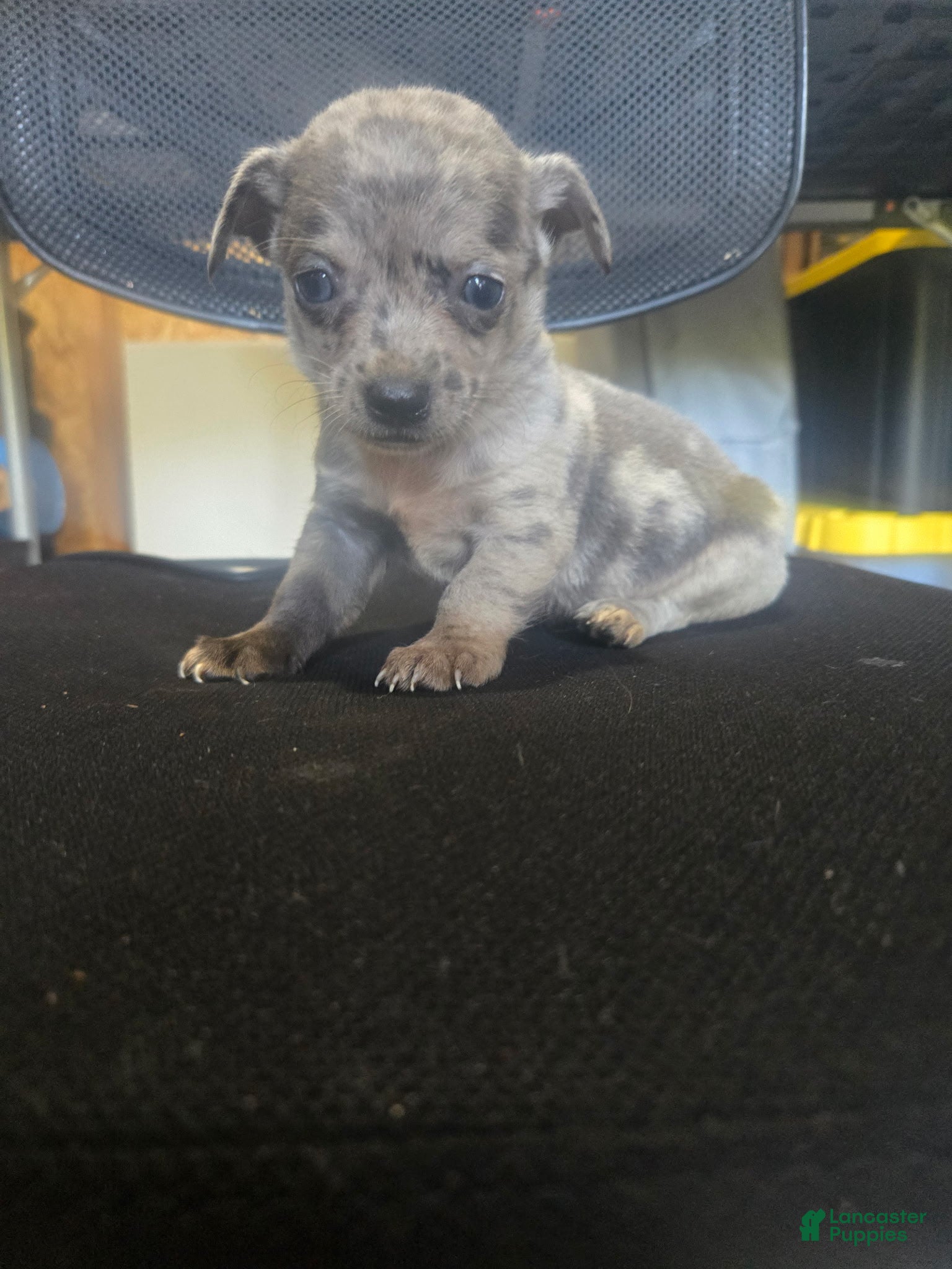 Chihuahua dogs for sale: Chihuahua 1 - Ad 1