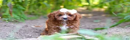 Cavapoo dogs for sale: Sky - Ad 8