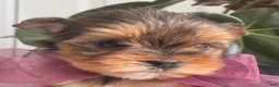 Biewer Terrier dogs for sale: Inka - Ad 5