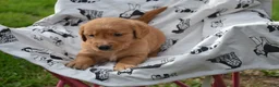 Golden Retriever dogs for sale: Rover - Ad 2