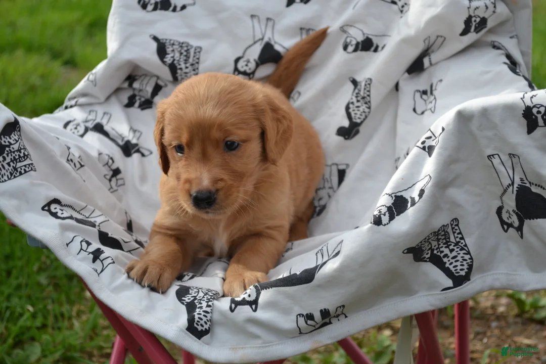 Golden Retriever dogs for sale: Rover - Ad 2