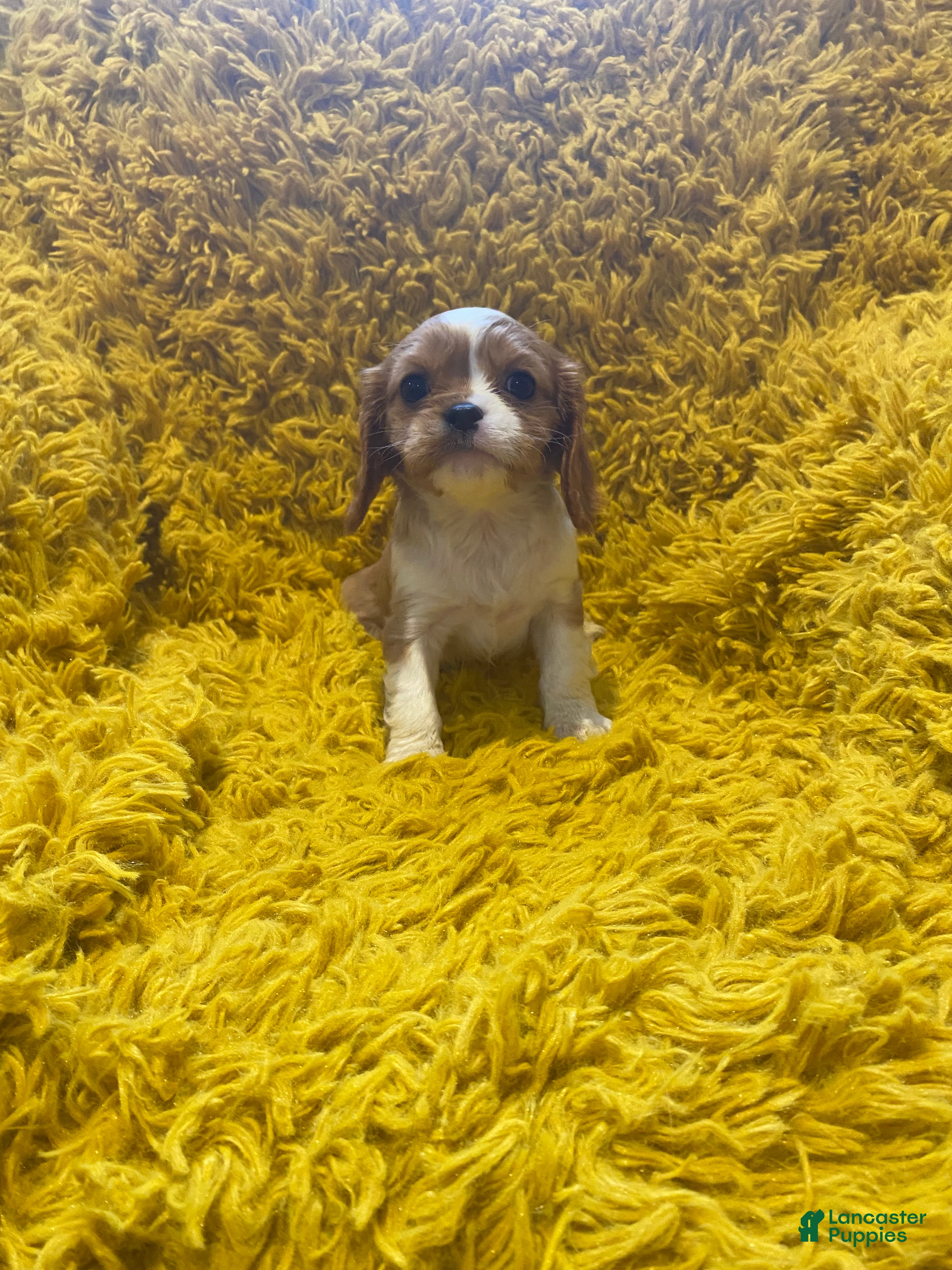 Cavalier King Charles Spaniel dogs Sally - Ad 16
