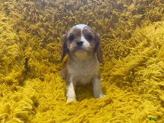 Cavalier King Charles Spaniel dogs Sally - Ad 16