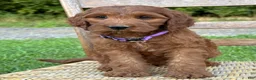 Irish Doodle dogs for sale: Molly - Ad 24