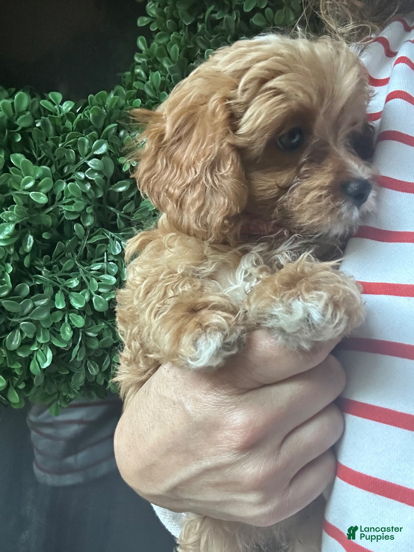 Cavapoochon dogs for sale: 🩷 Pink Panther - Ad 2