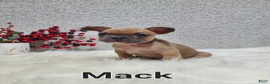 Mack