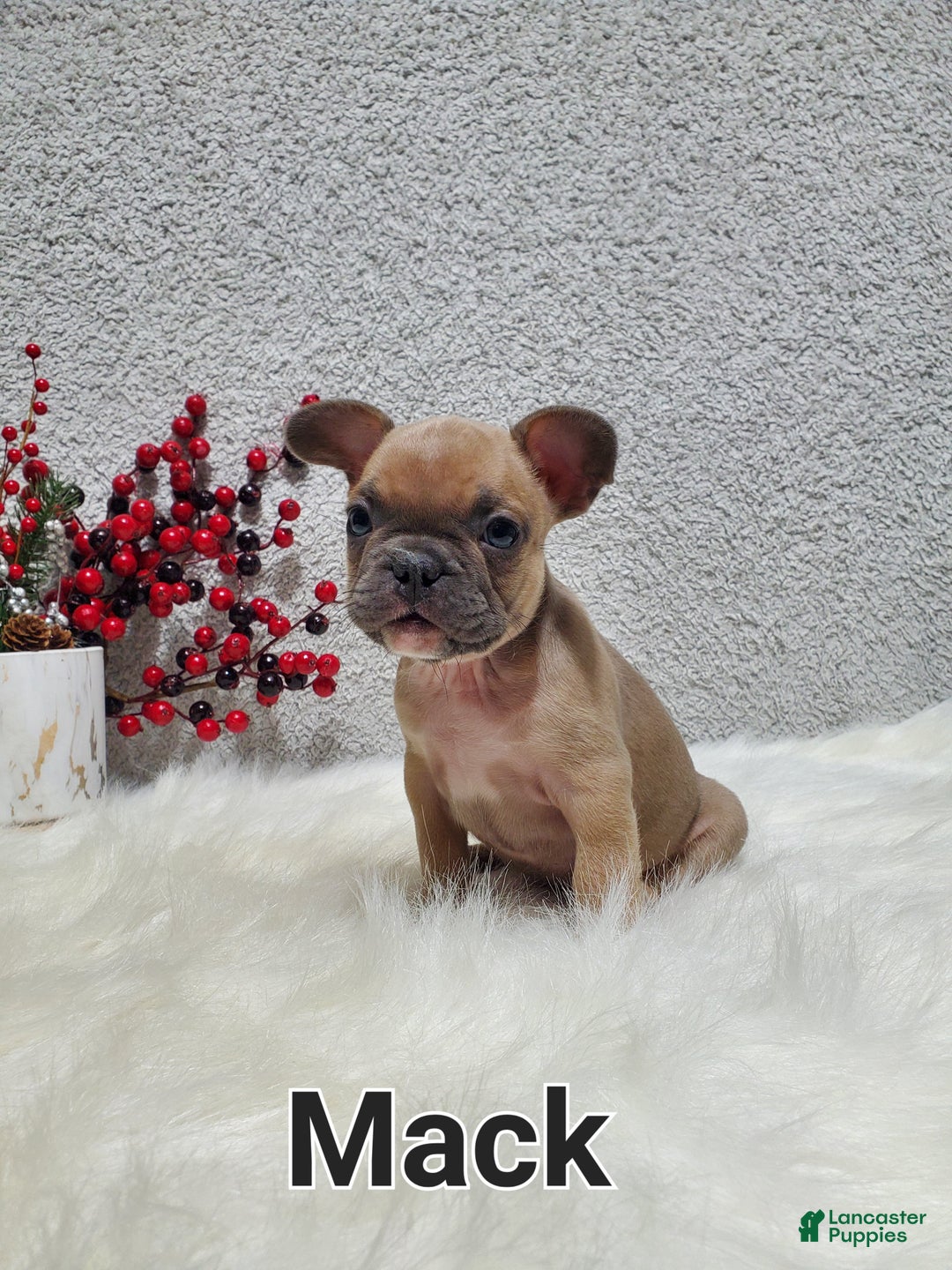 French Bulldog dogs for sale: Mack - Ad 1