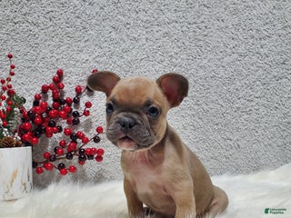French Bulldog dogs for sale: Mack - Ad 3