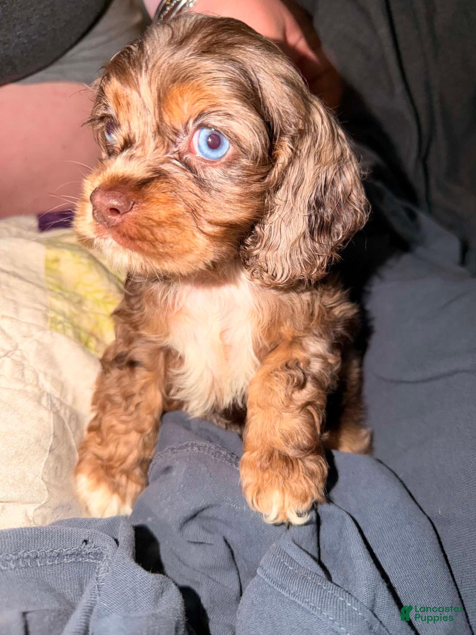 Cocker Spaniel dogs Tucker - Ad 5