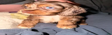Tucker