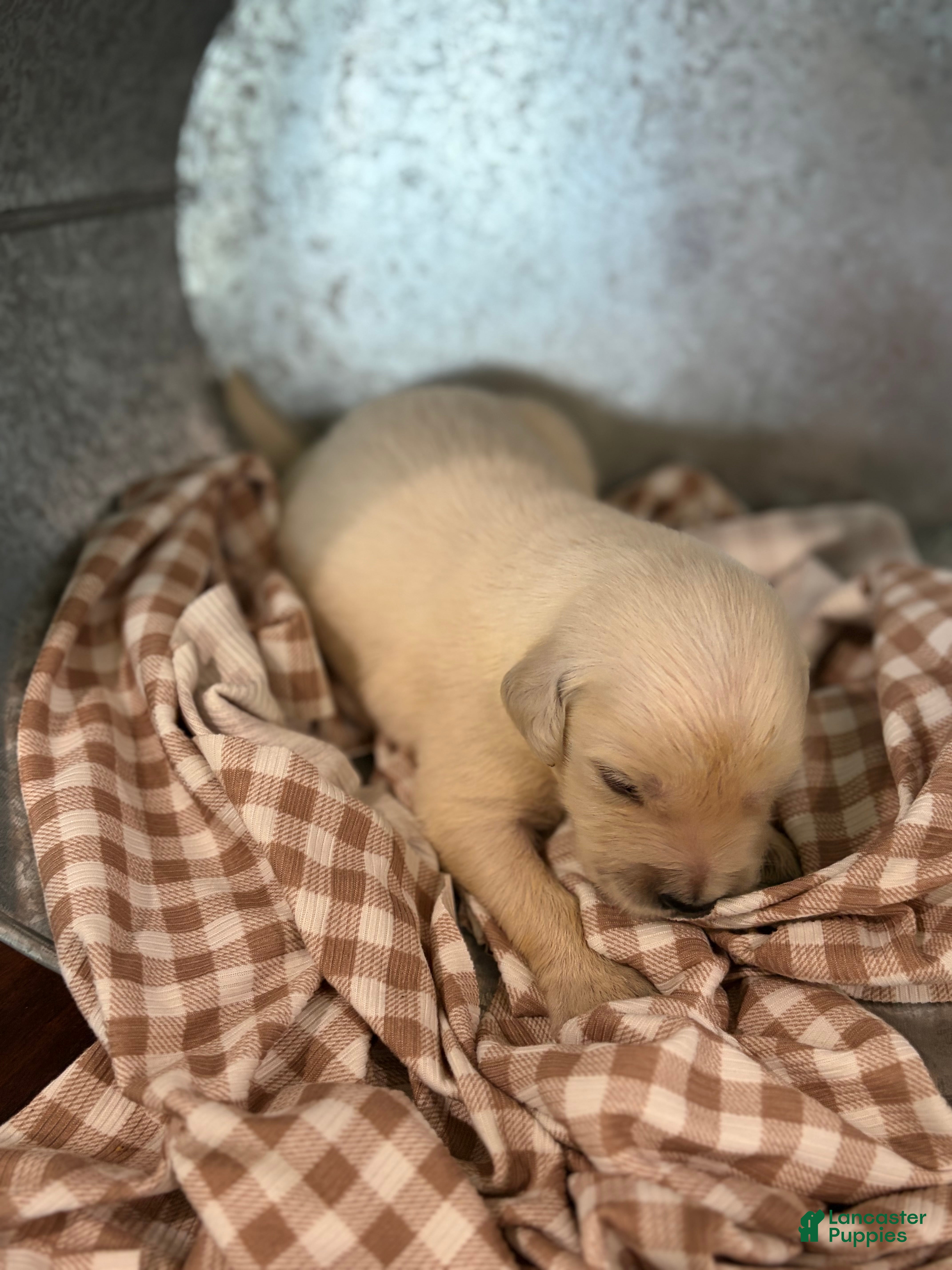 Golden Retriever dogs Golden Retriever 4 - Ad 1