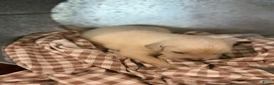 Golden Retriever 4