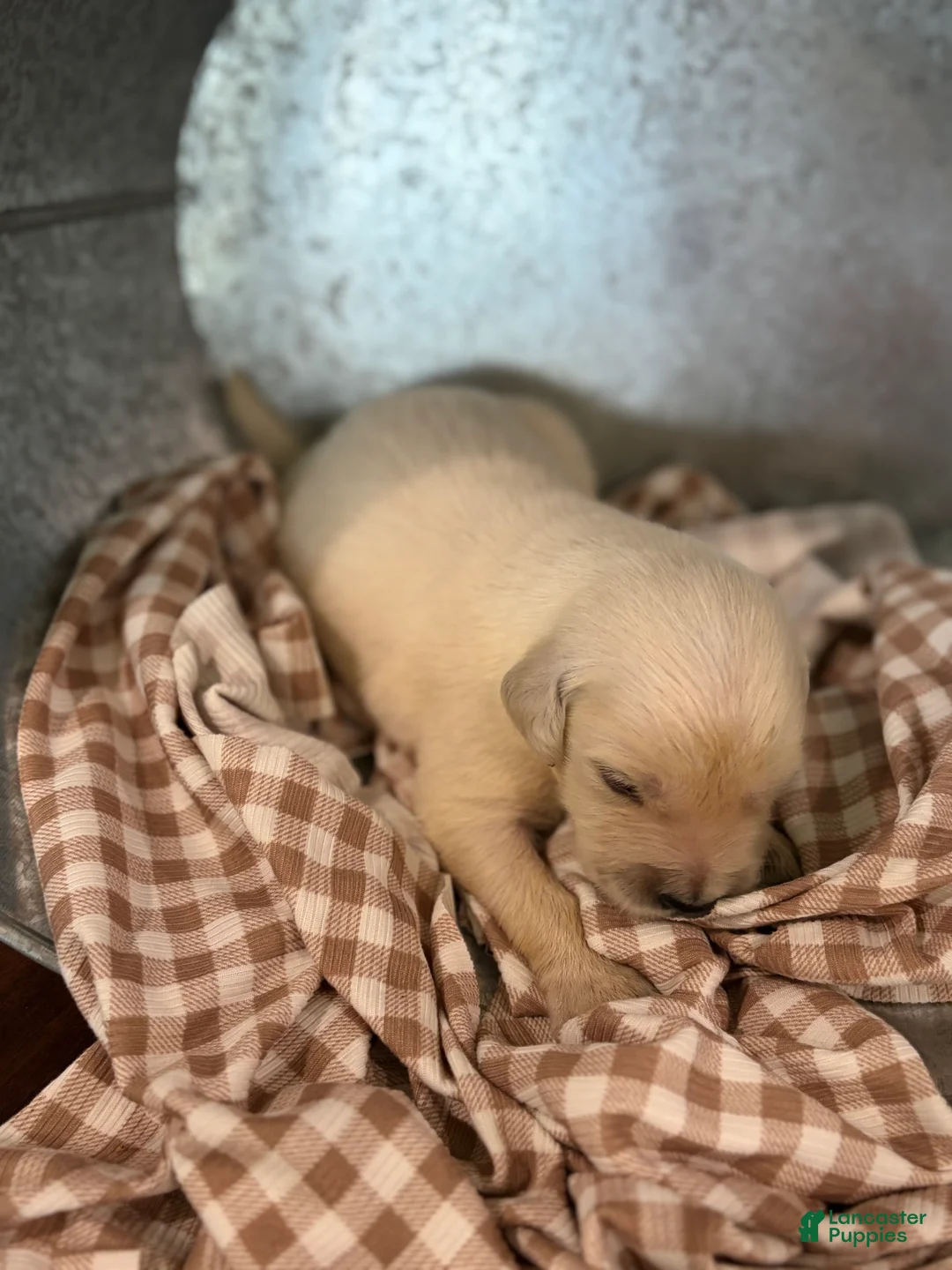 Golden Retriever dogs for sale: Golden Retriever 4 - Ad 1