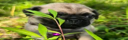 Pug dogs for sale: Manny - Ad 15