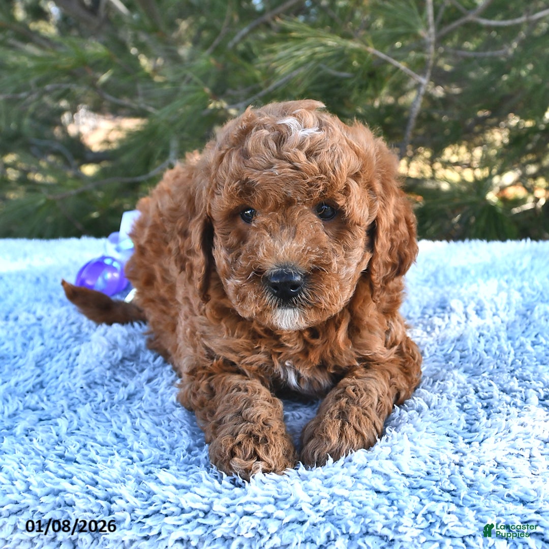 Mini Goldendoodle dogs for sale: Forest - Ad 5