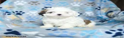 Shih Tzu dogs for sale: Winny - Ad 5