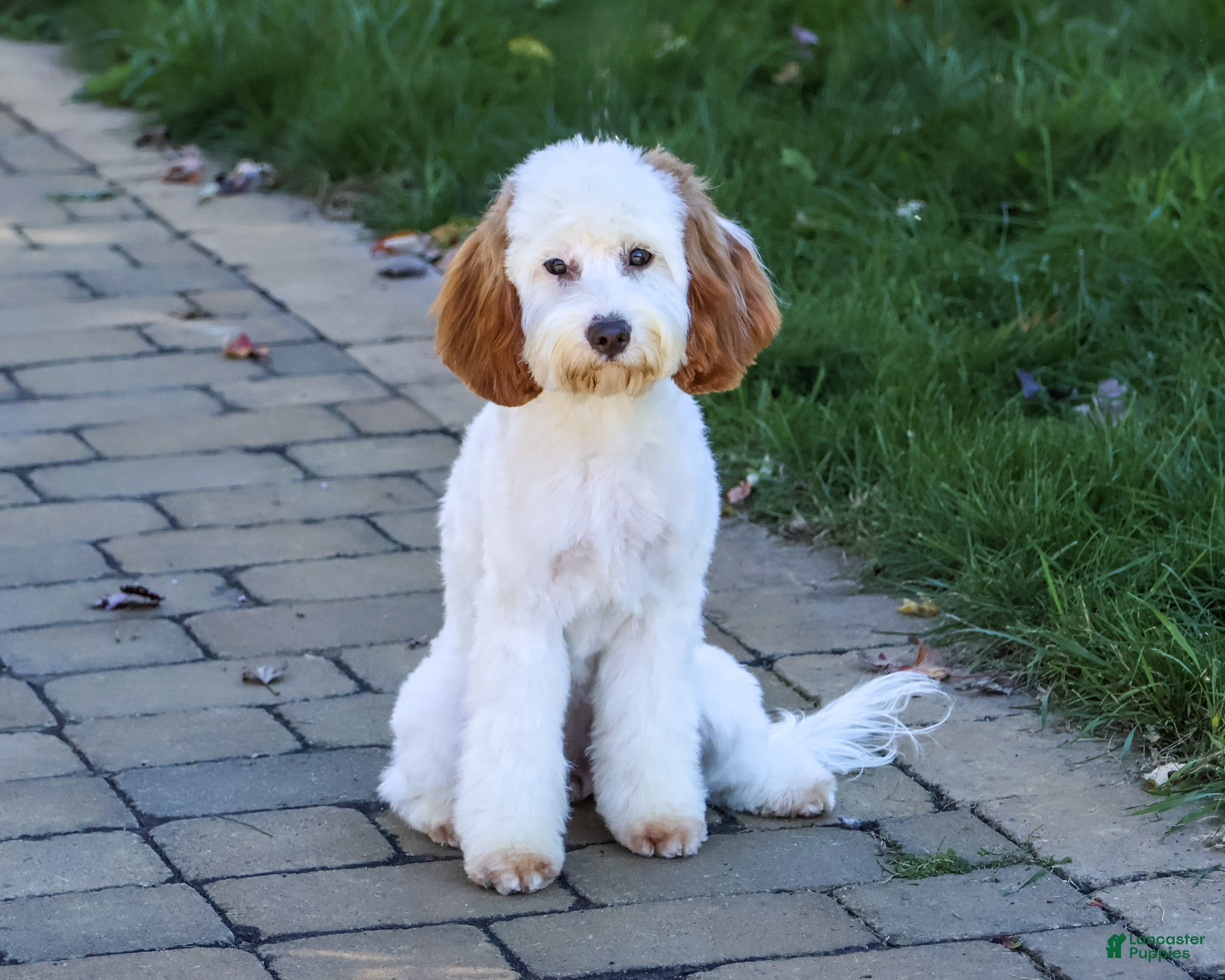 Cavapoo dogs for sale: Emerald - Ad 2